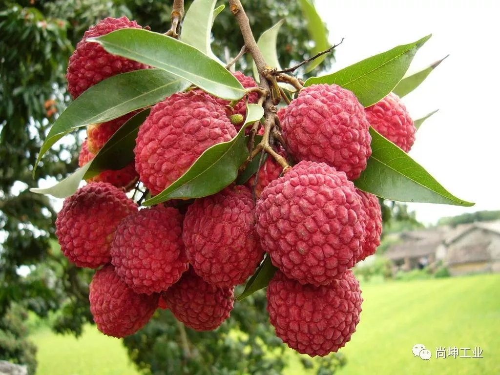 2018美荔尚坤 荔行天下 (9)